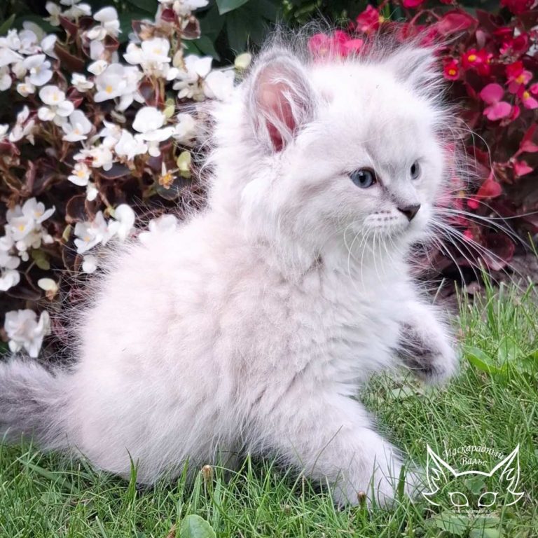 Котята Julie Kirusha 7