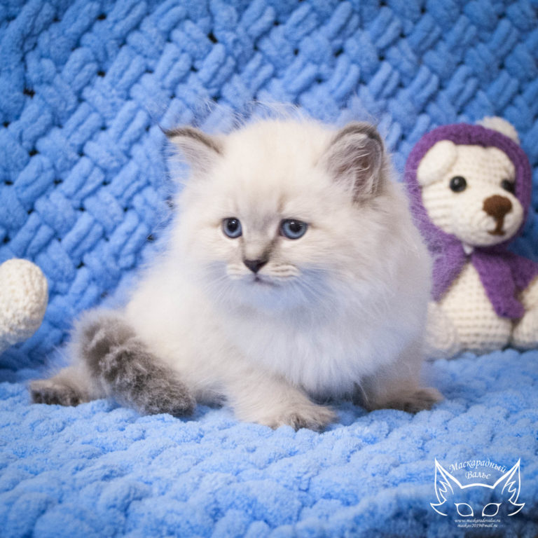 Котята Ириска Octavian 5