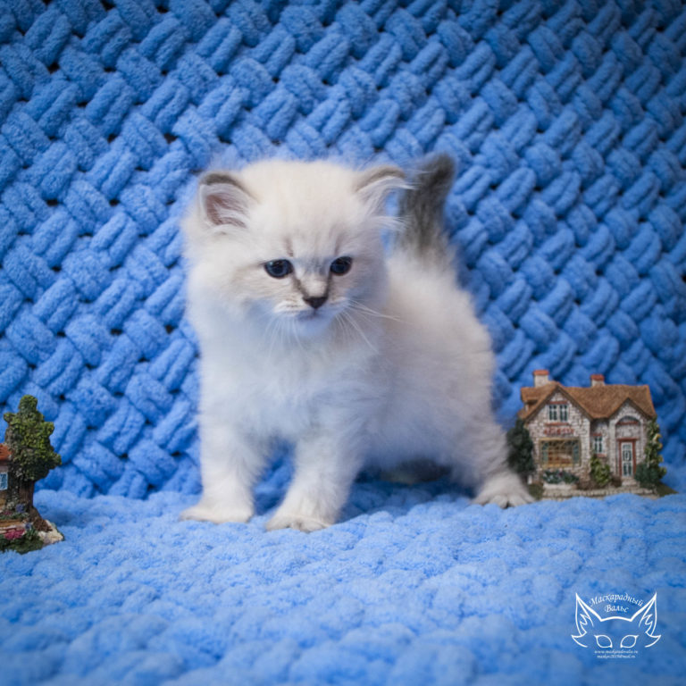 Котята Ириска Odysseus 1