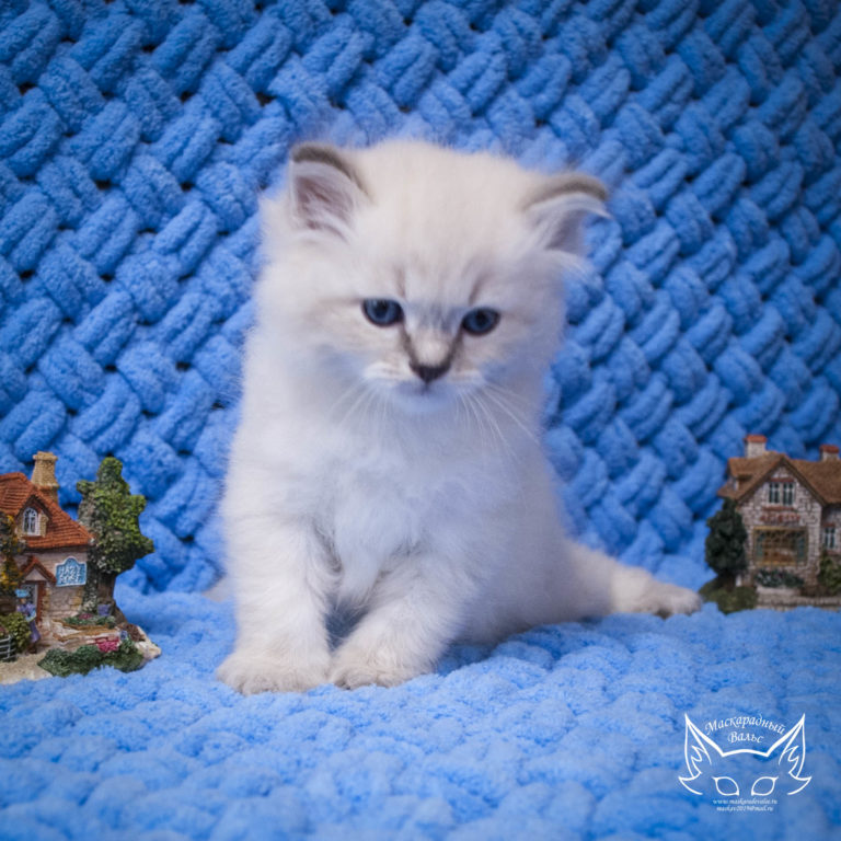 Котята Ириска Odysseus 2