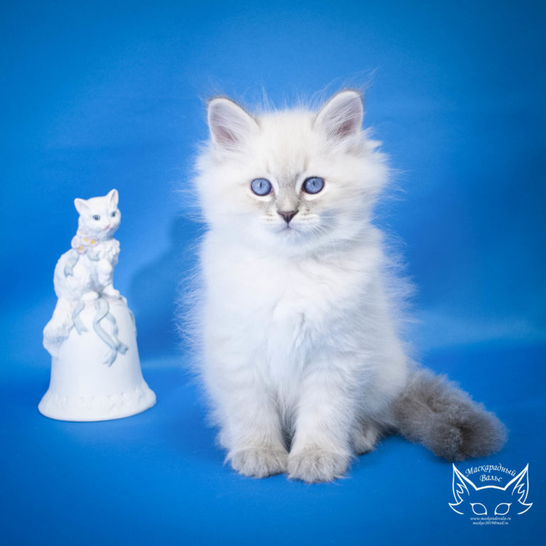Котята Ириска Ofri 12