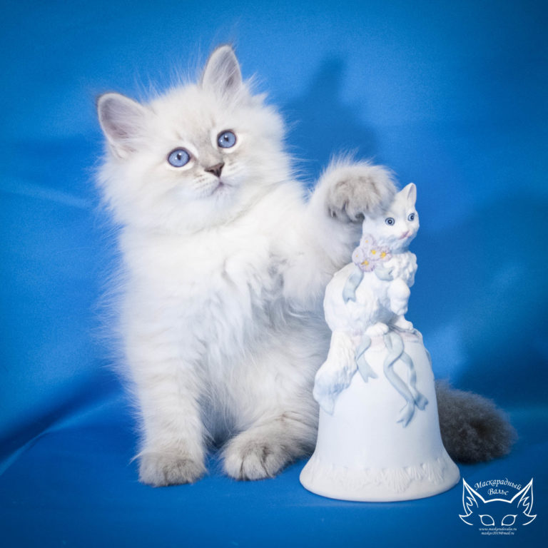 Котята Ириска Ofri 6