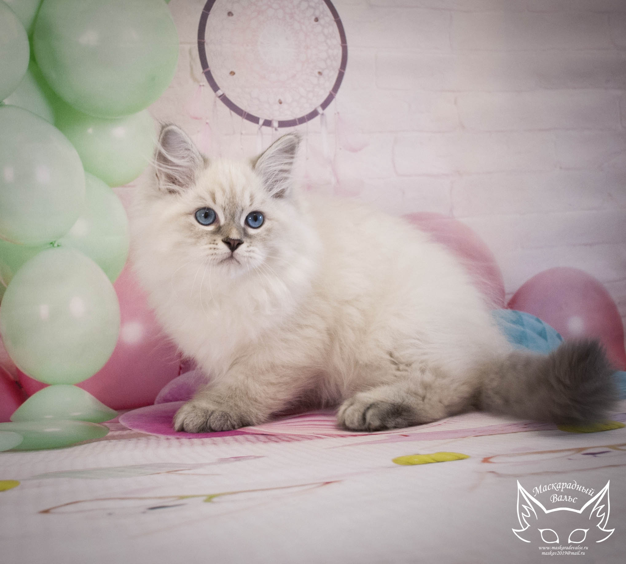 Котята Ириска Okrosh 31