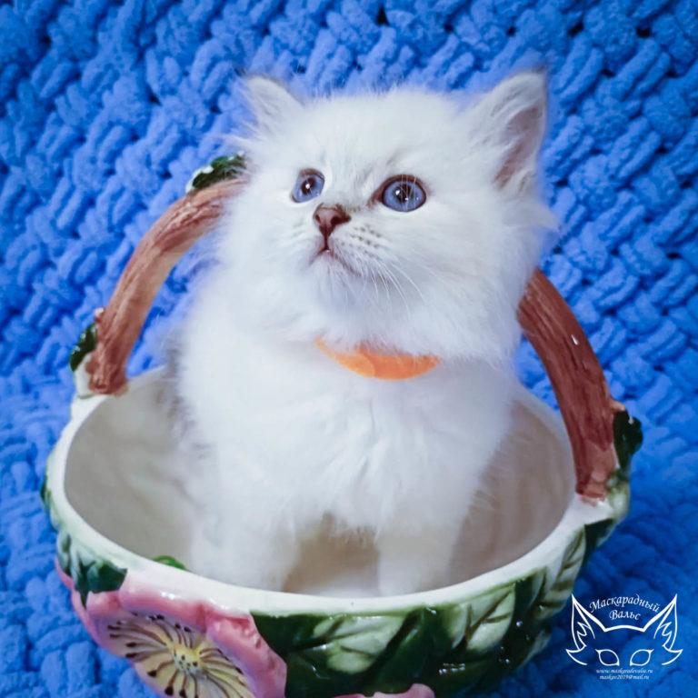 Котята Ириска Olesya 3