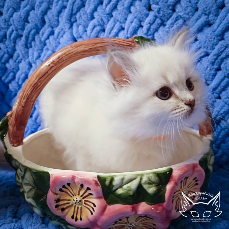 Котята Ириска Olesya 4