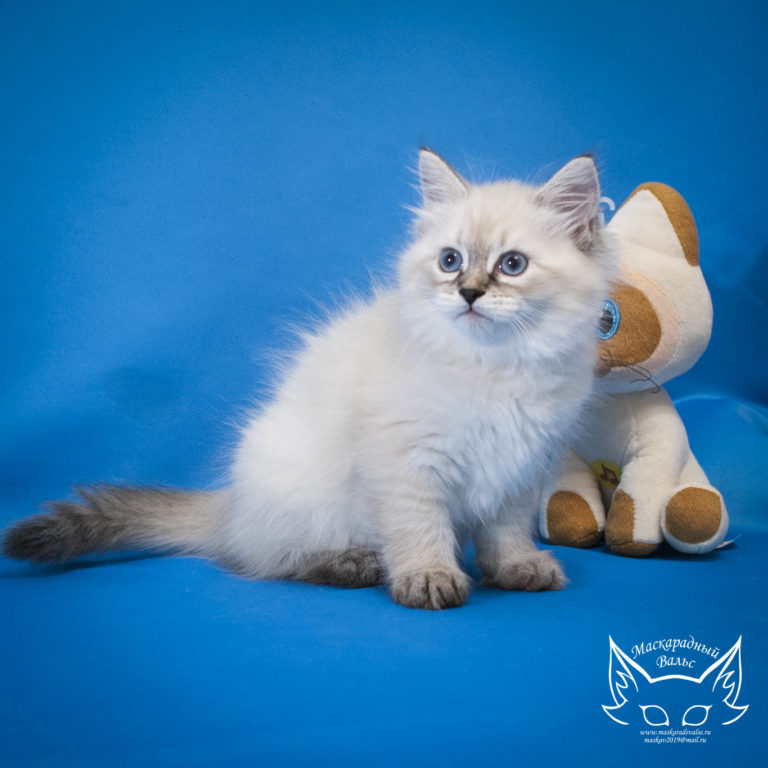 Котята Сильвана Ladushka 10