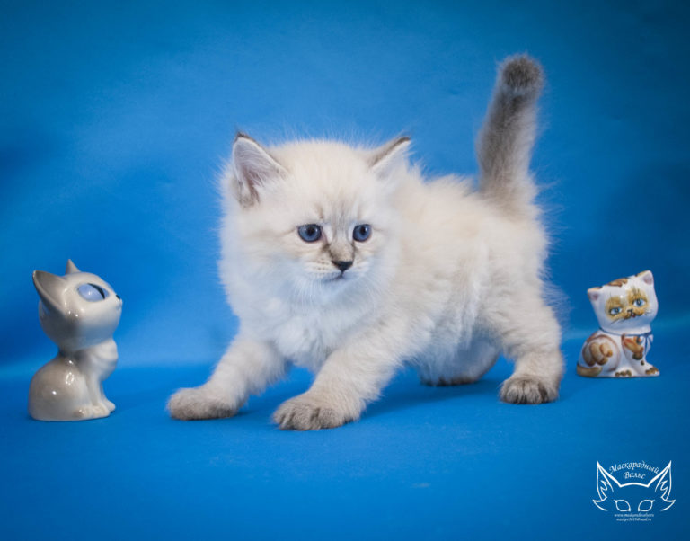 Котята Сильвана Ladushka 4