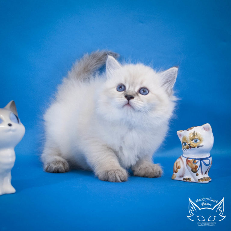 Котята Сильвана Ladushka 5