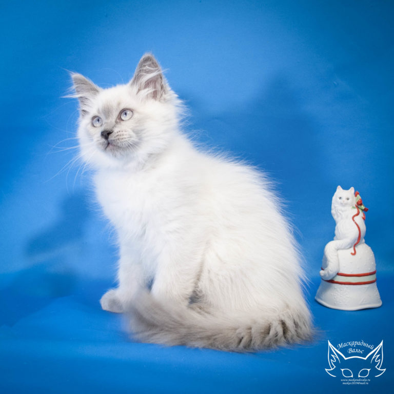 Котята Сильвана Latif 16