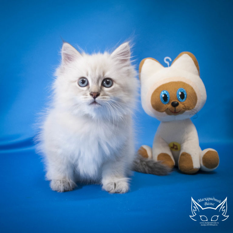 Котята Сильвана Lyubomir 7