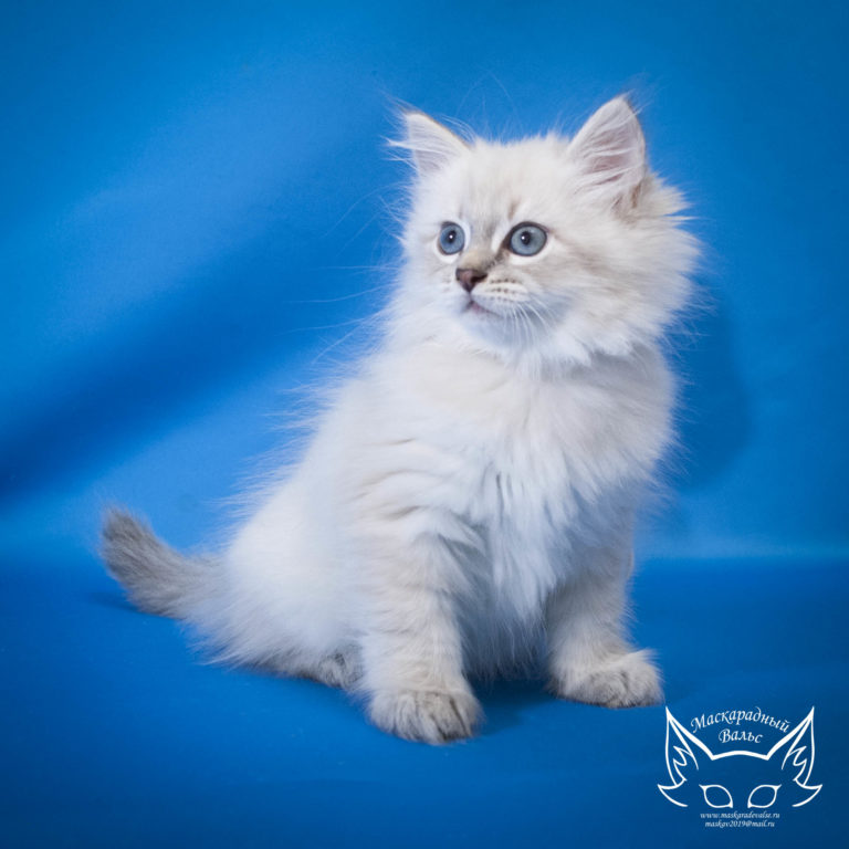 Котята Сильвана Lyubomir 9