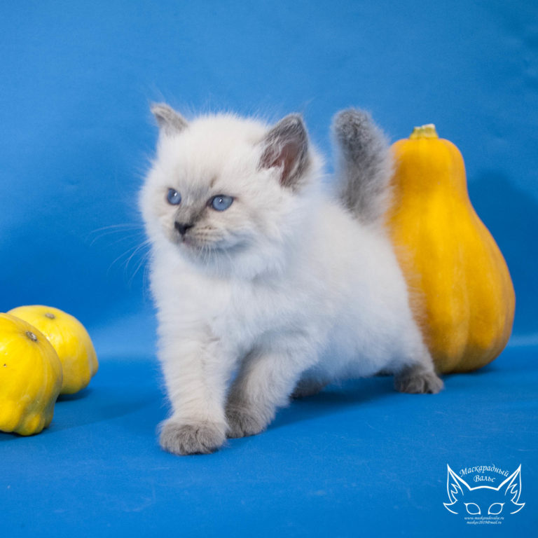 Котята Сильвана Lyutik 3