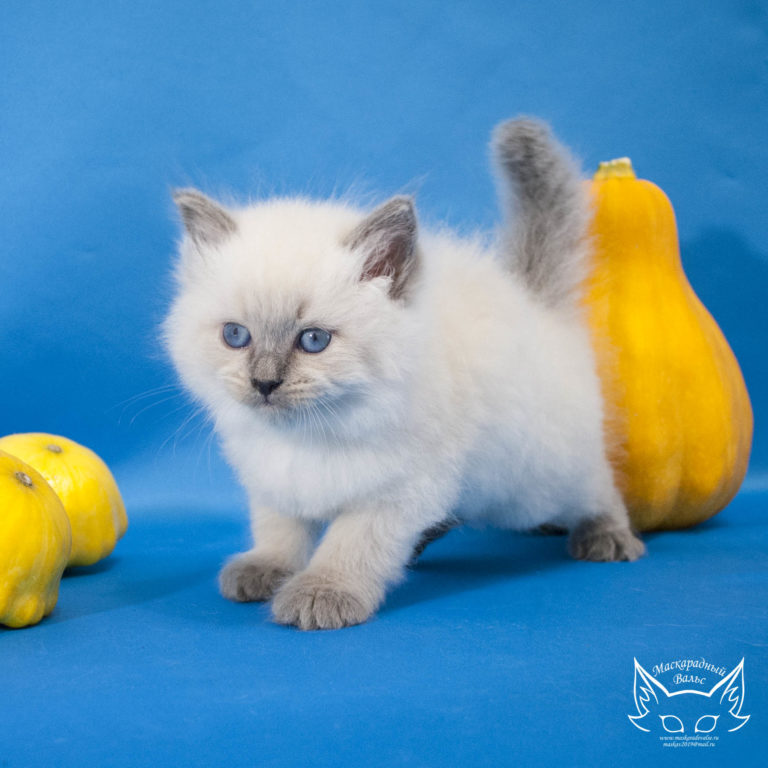Котята Сильвана Lyutik 5