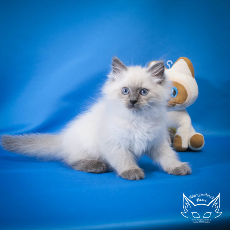 Котята Сильвана Lyutik 6
