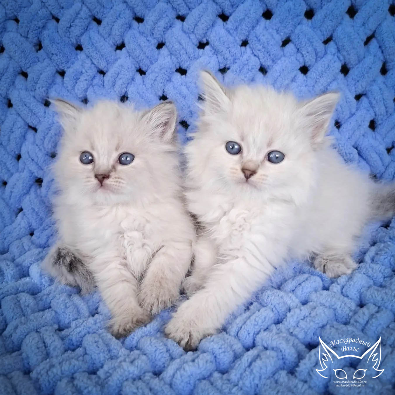 Котята Ясения N Общее 1