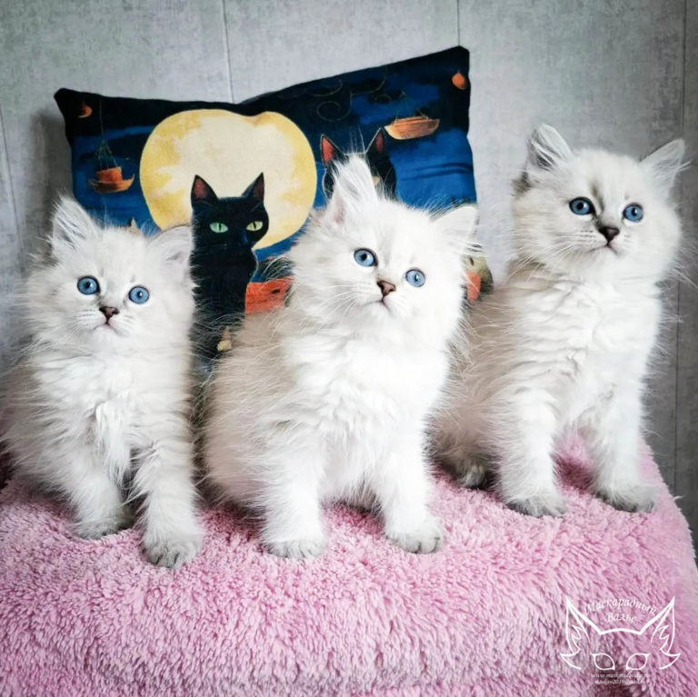 Котята Ясения N Общее 3