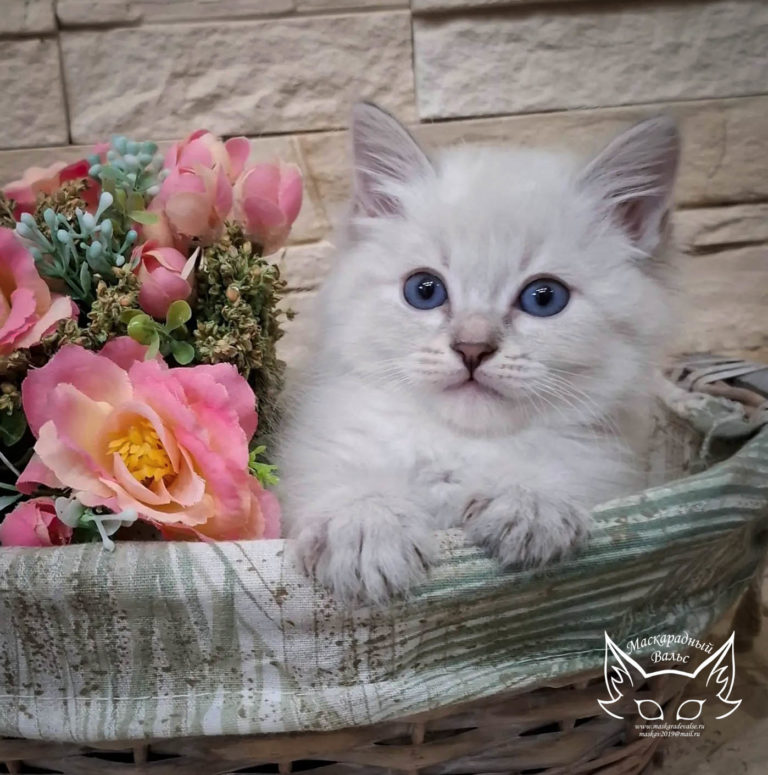 Котята Ясения Nelly 3