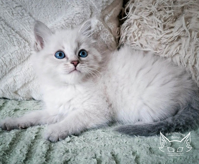 Котята Ясения Nelly 5