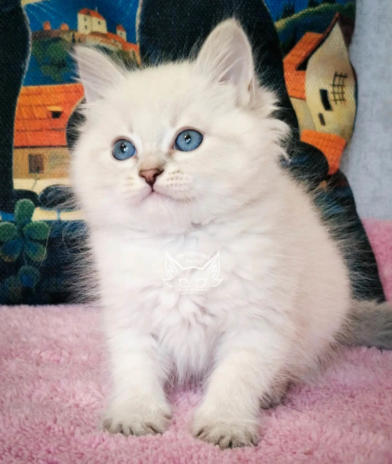 Котята Ясения Nelly 6