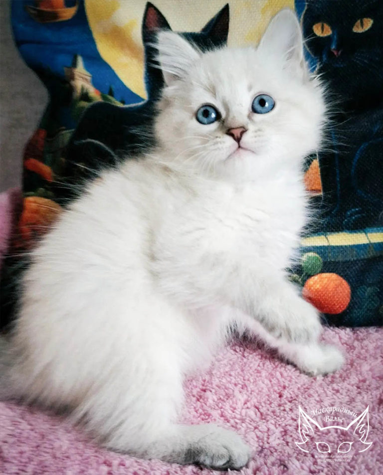 Котята Ясения Nelly 7