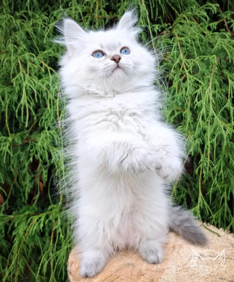 Котята Ясения Nezha 10