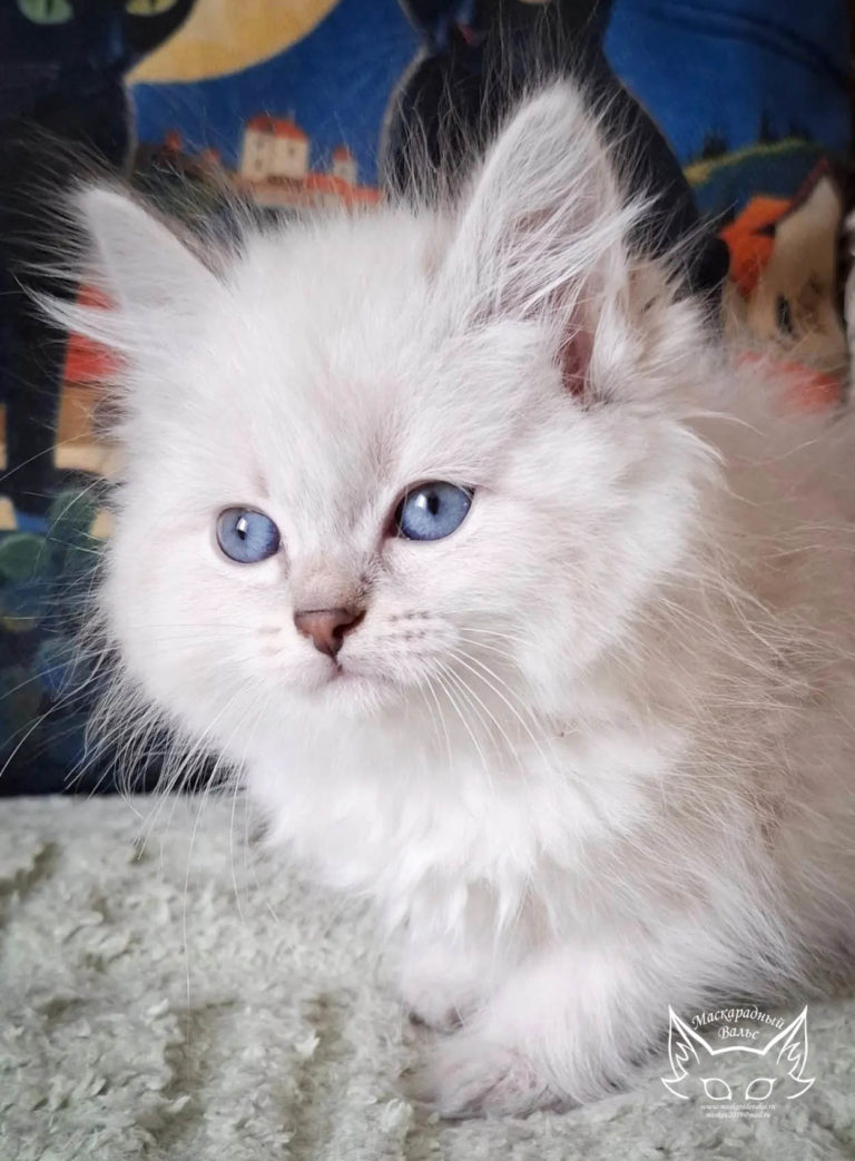 Котята Ясения Nezha 6