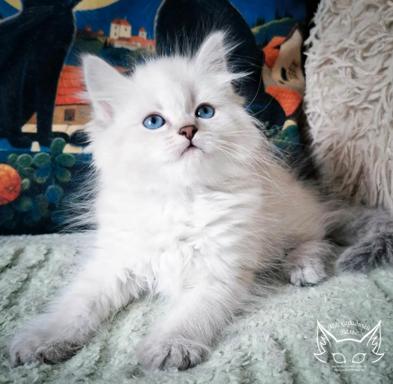Котята Ясения Nezha 8