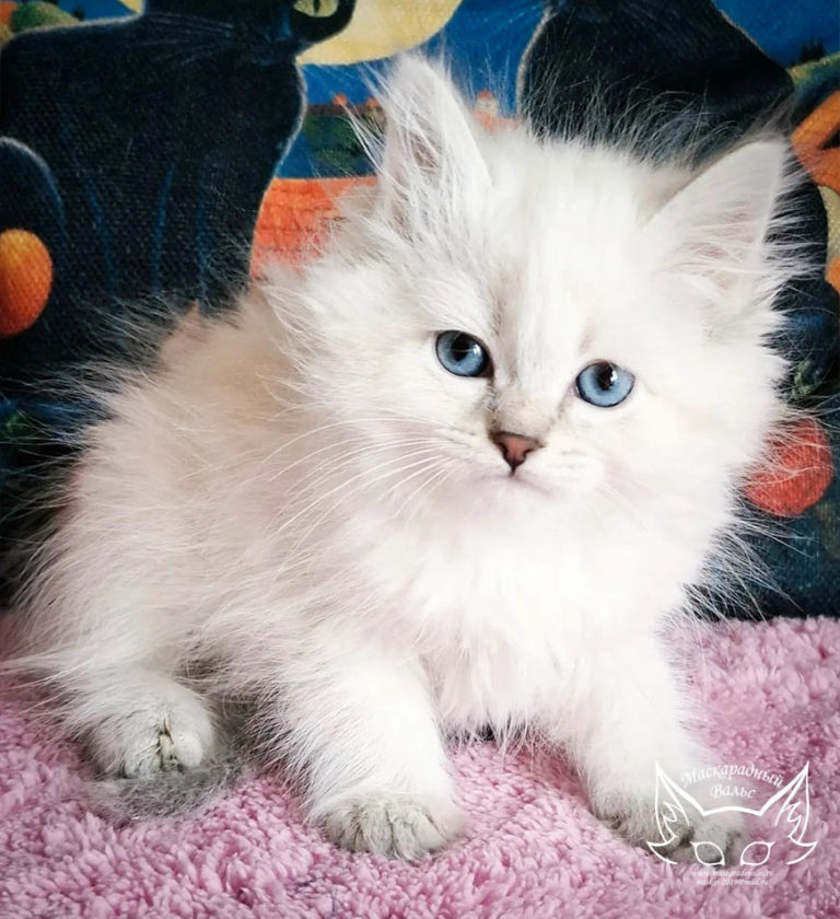 Котята Ясения Nezha 9