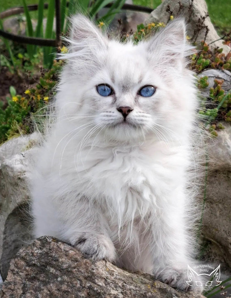 Котята Ясения Nika 10