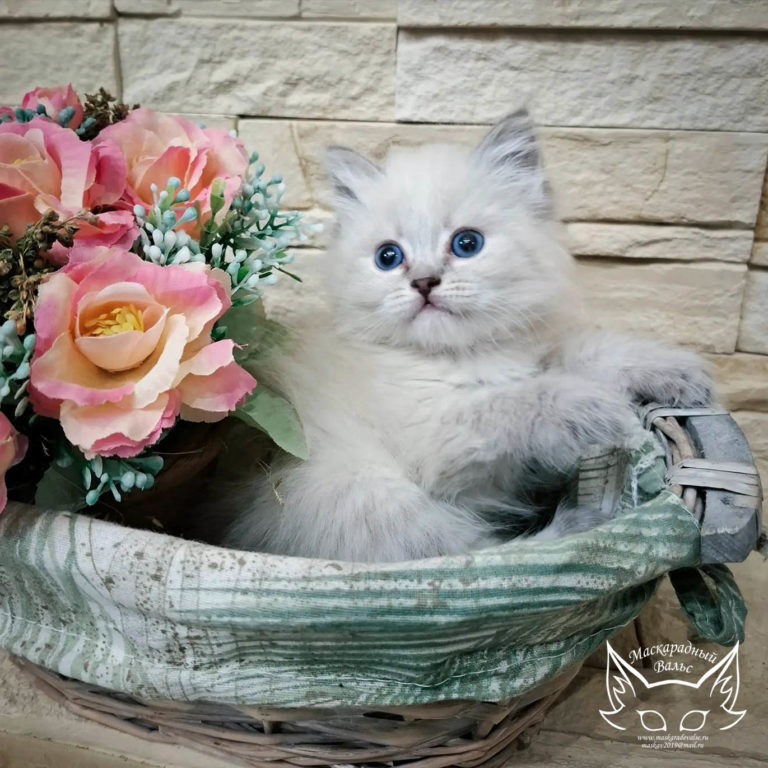 Котята Ясения Nika 3
