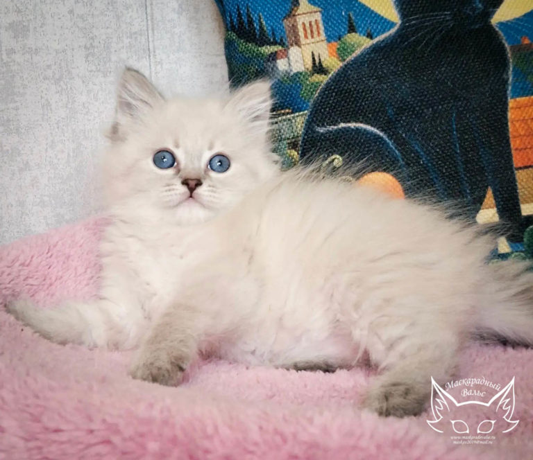 Котята Ясения Nika 5