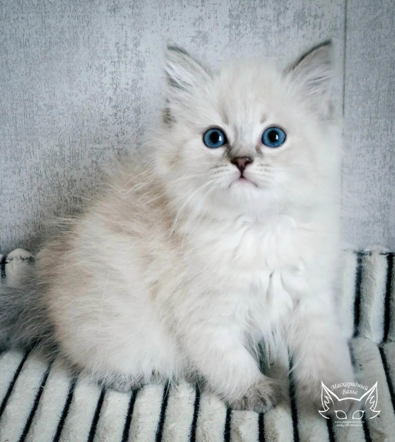 Котята Ясения Nika 6