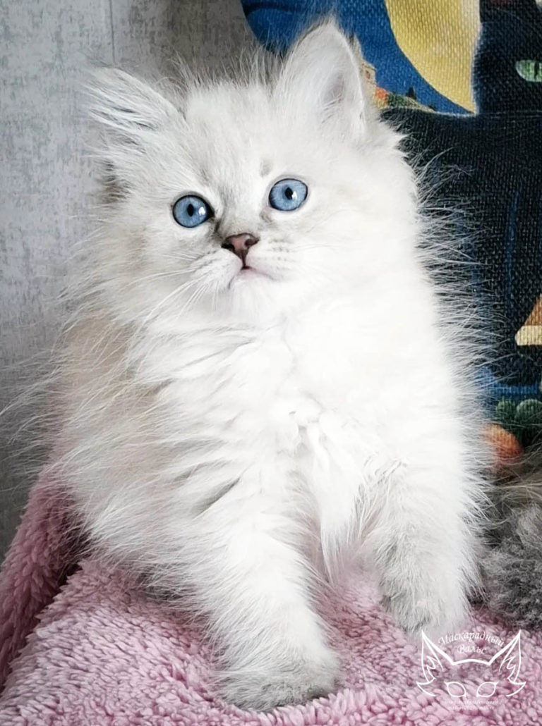 Котята Ясения Nika 8