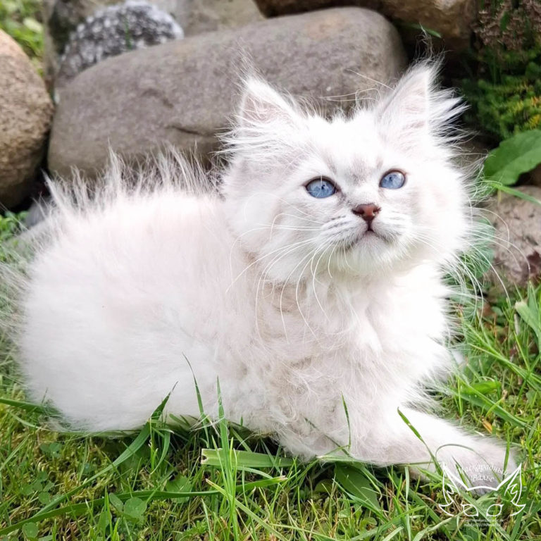 Котята Ясения Nika 9