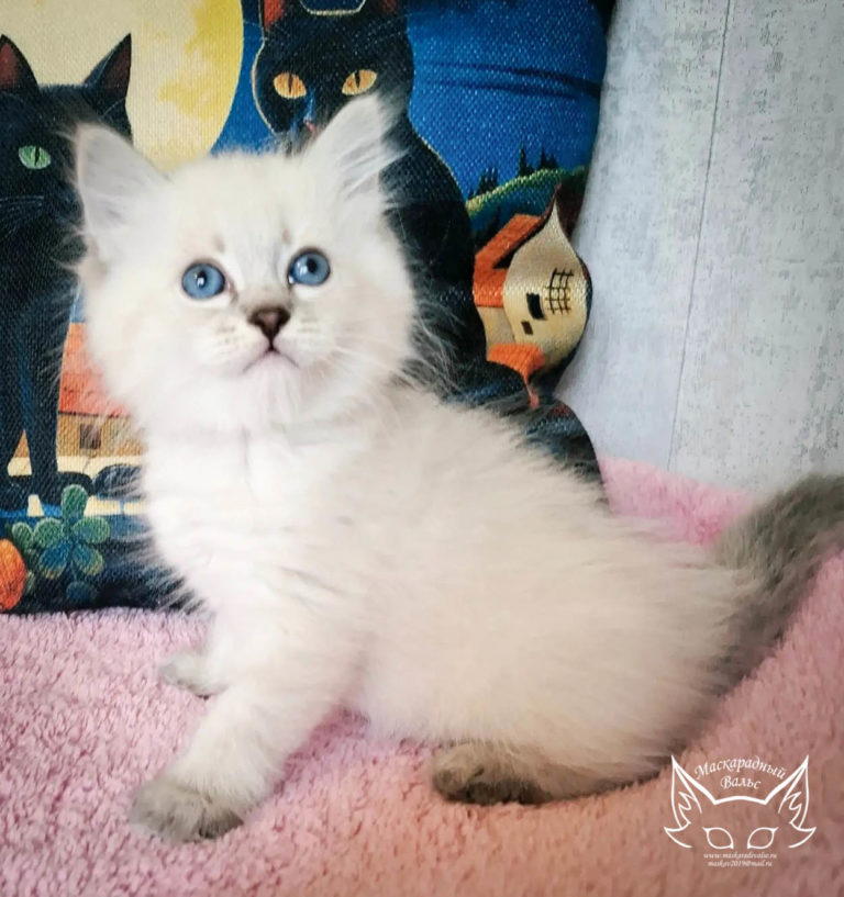 Котята Ясения Nikodim 5
