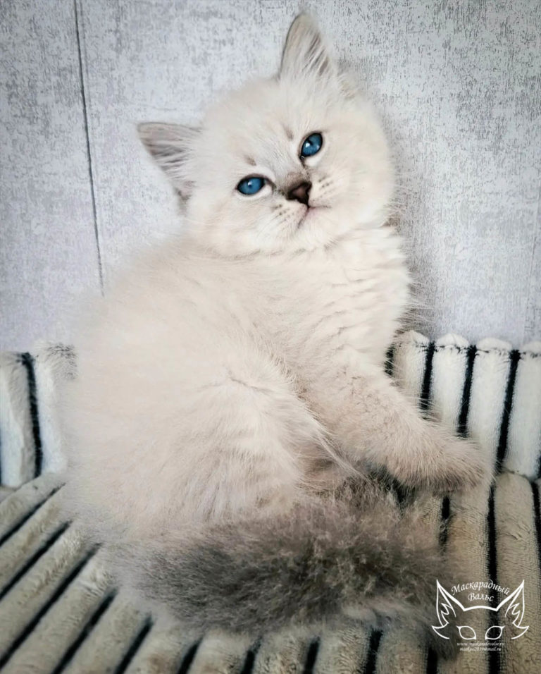 Котята Ясения Nikodim 6