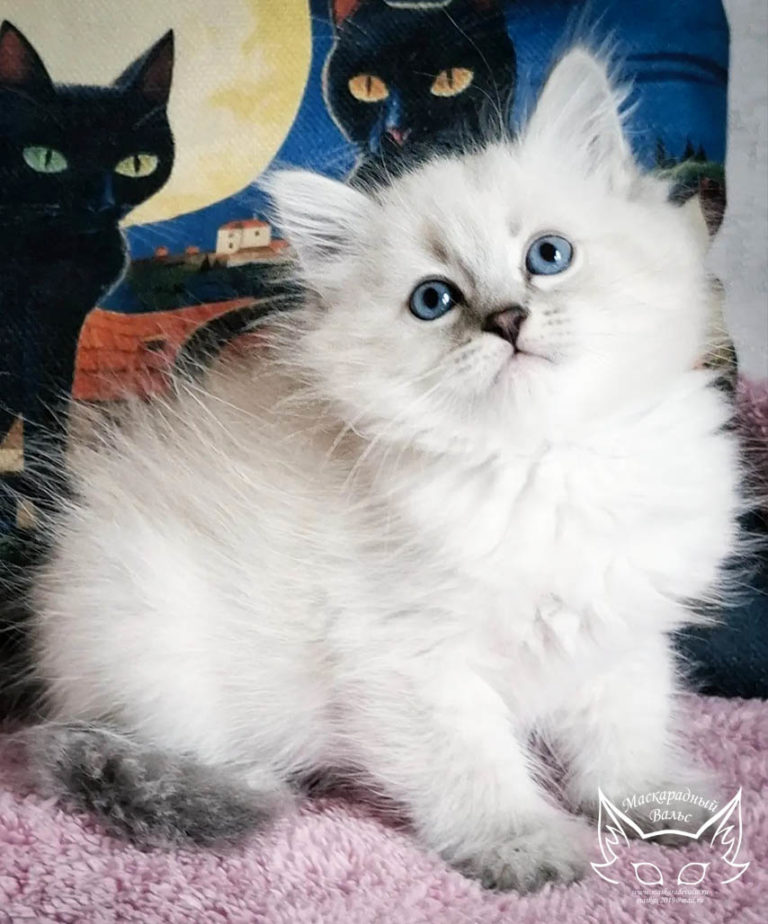 Котята Ясения Nikodim 7