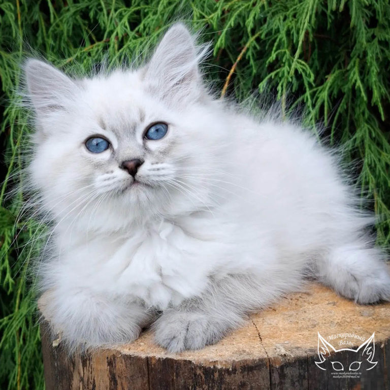 Котята Ясения Nikodim 8