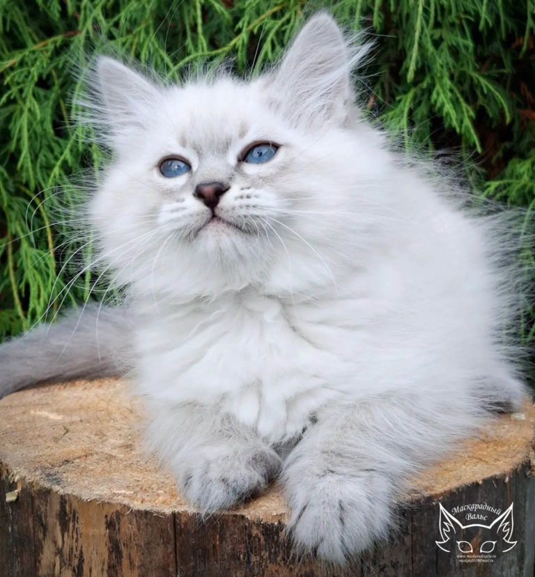Котята Ясения Nikodim 9
