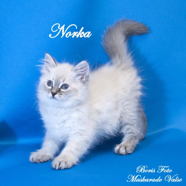  котята Norka 1